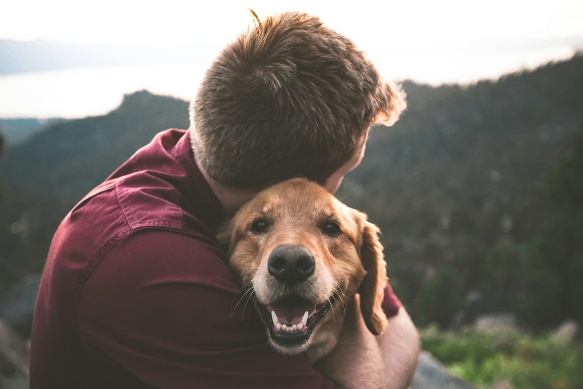 Pet-Friendly Itinerary While Visiting Las Vegas