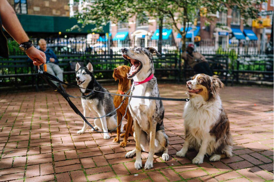 Pet-friendly Itinerary while Visiting Charleston