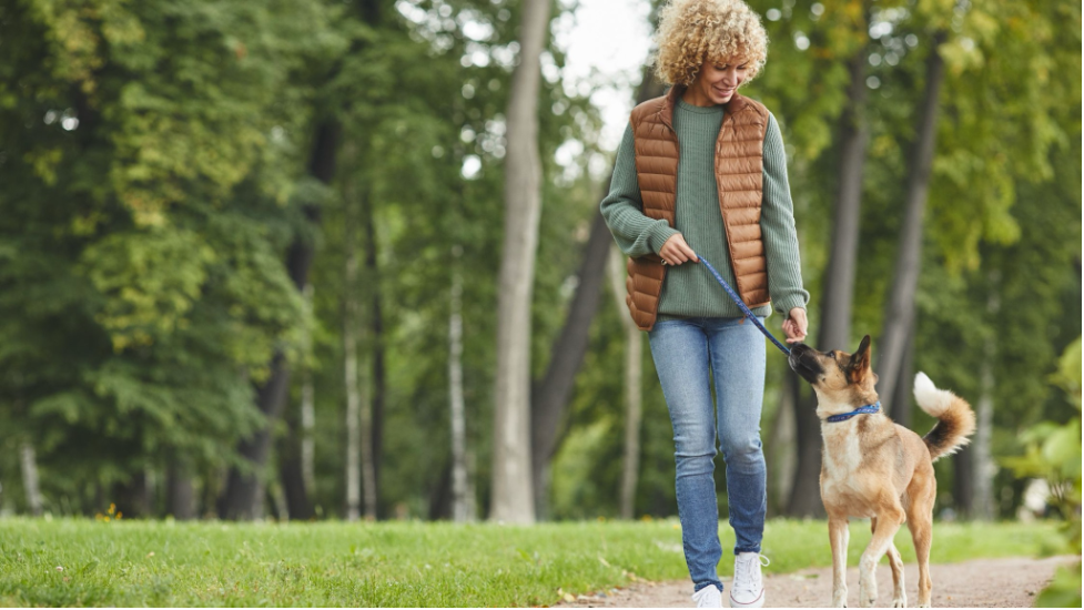 Pet-Friendly Itinerary While Visiting Chicago: Pawsome Adventures