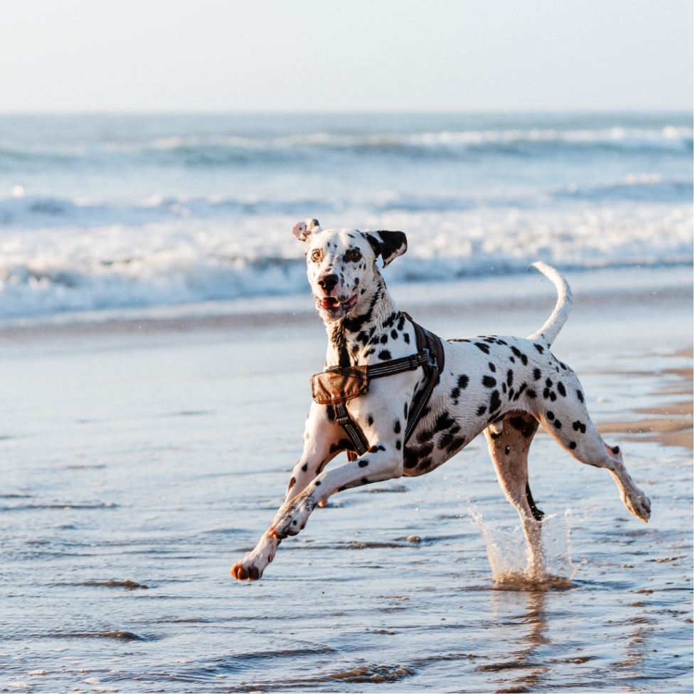 Pet-Friendly Activities in Maui