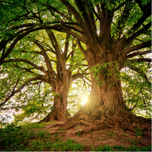 Eco-Friendly Attractions in Tulsa
